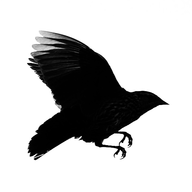 Bird flying logo